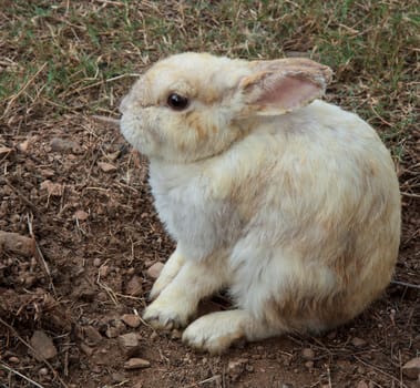 brown rabbit