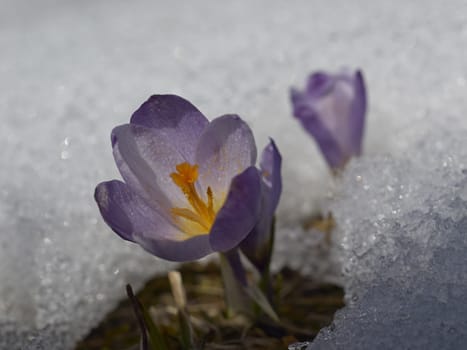 Crocus flower macro in snow