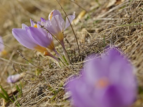 Crocus flowers in winter