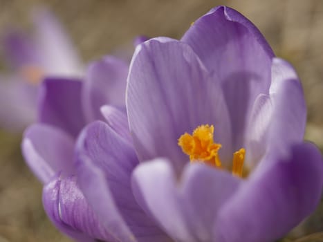 Crocus flower macro in winter