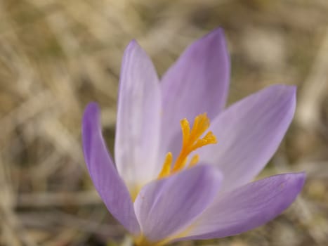 Crocus flower macro in winter