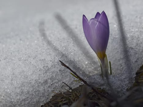 Crocus flower macro in snow