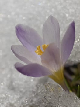 Crocus flower macro in snow