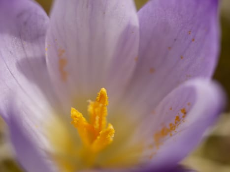 Crocus flower macro in winter