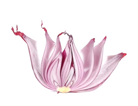 Sliced of red onion. Isolated on a white background.