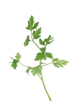 Branch of parsley. Isolated on a white background.