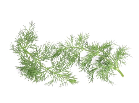 Several branch of dill. Isolated on a white background.