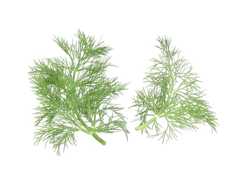 dill herb leaves. Isolated on a white background.