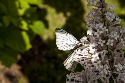 Sexual relations butterflies on the blossom cluster of light violet lilac.