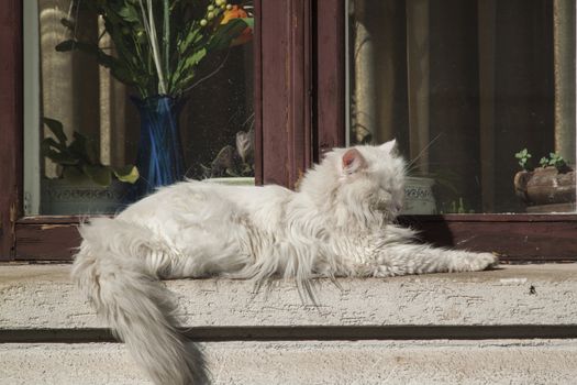 White tomcat is basking in the sun on the windowsill.