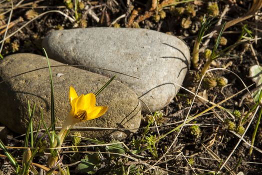 First spring flower on a background of gray stones and last year's grass.