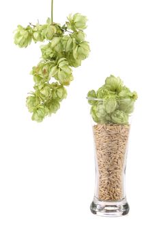 Glass of fresh green hops and barley. Isolated on a white background.