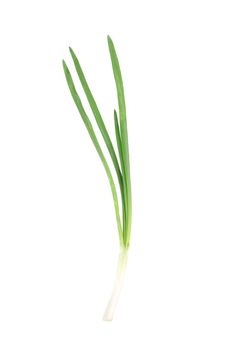 Fresh green onion. Isolated on a white background.
