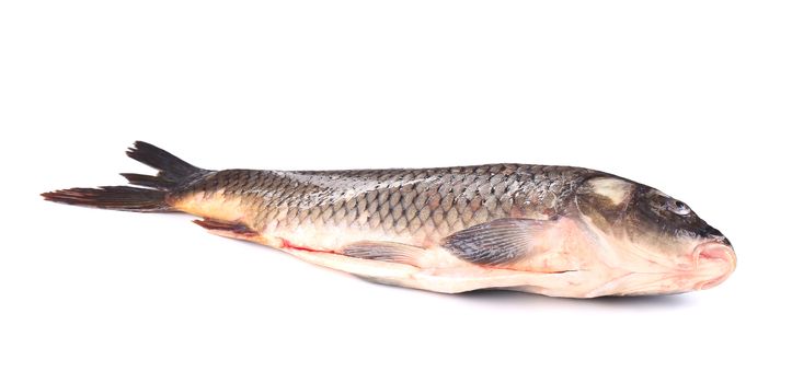 Raw carp fish. Isolated on a white background.