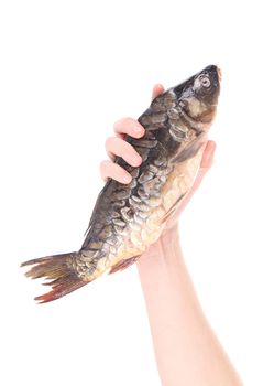 Hand holding fresh mirror carp. Isolated on a white background.