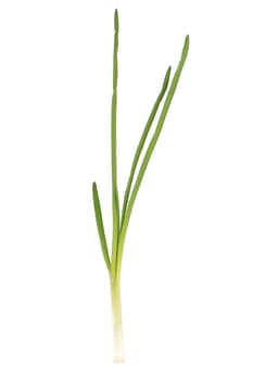 Fresh green onion. Isolated on a white background.