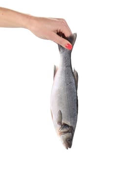 Close up of hand holding fresh seabass fish. Isolated on a white background.