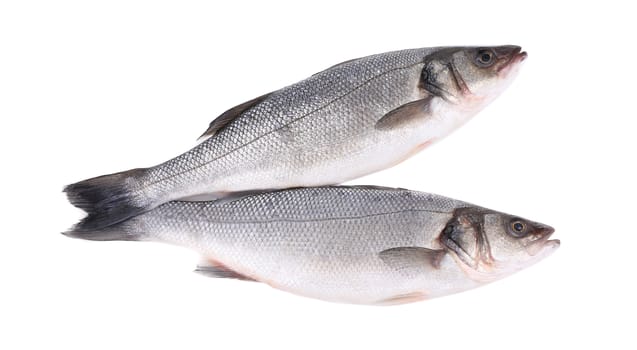Close up of two fresh seabass fish. Isolated on a white background.