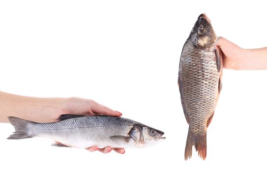 Hands with fish. Isolated on a white background.