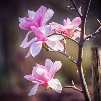 opening magnolia flower in the park at springtime on the dark background