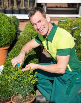Gardener at nursery pruning or cutting boxwood with scissors