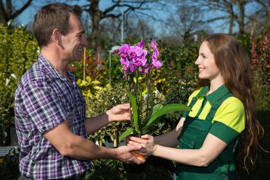Gardener giving an orchid to customer or client in nursery