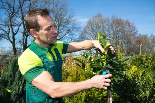Gardener pruning a tree or plant in nursery