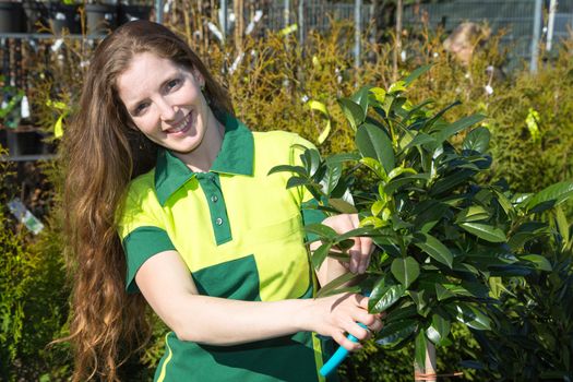 Gardener cutting branches of a tree in nursery