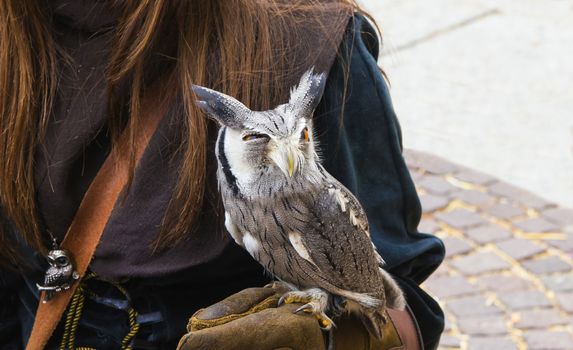 Owl with evil eye on the falconer's arm