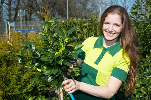 Gardener cutting branches of a tree in nursery