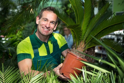 Gardener presenting potted palm tree in nursery or garden center