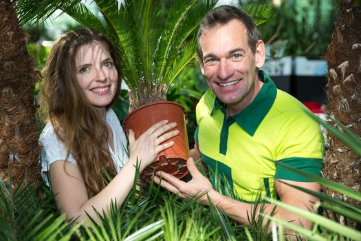 Gardener and customer presenting potted palm tree in nursery or garden center