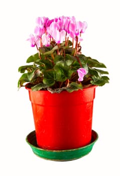 A vase of cyclamens isolated over white