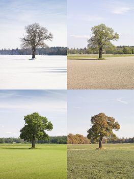 Collage of a tree in four seasons