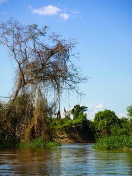 Lush vegetation at amazonian river in Bolivia