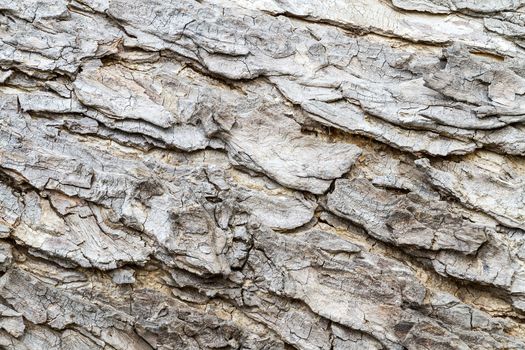 close up - bark of old mimosa for texture