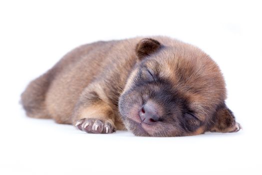 sleeping brown puppy on white background