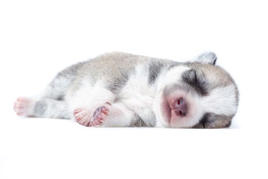 sleeping grey nad wwhite puppy on white background