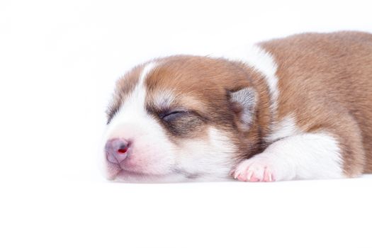 sleeping brown and white puppy on white background