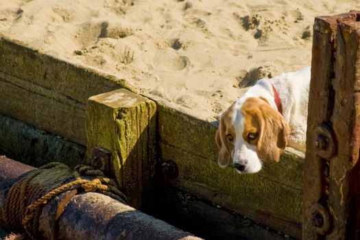 cute puppy dog with droopy eyes on a sandy beach