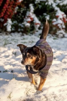 small dog in a coat playing in the snow