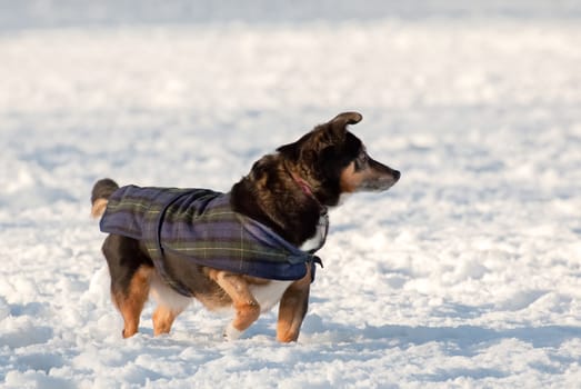 small cute dog in a coat playing in the snow