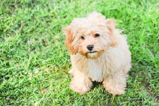 innocent look on the face of a very cute puppy