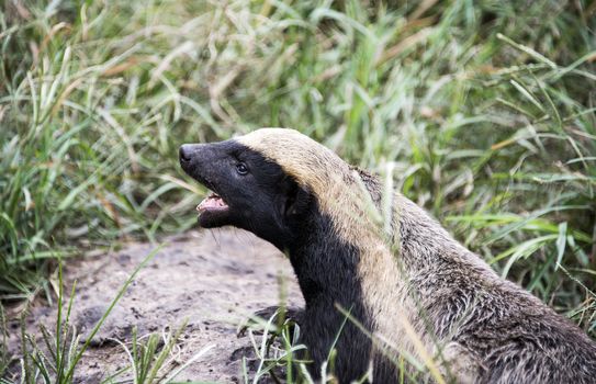 african honey badger or Mellivora capensis