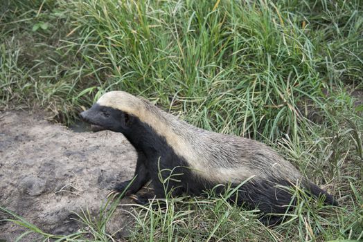 african honey badger or Mellivora capensis