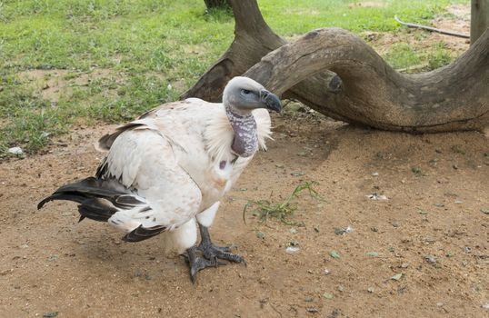 vulture in nature park south africa