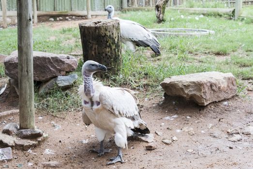 vulture in nature park south africa