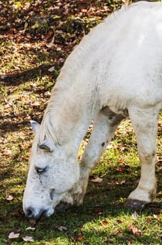 wild horse in an italian landscape