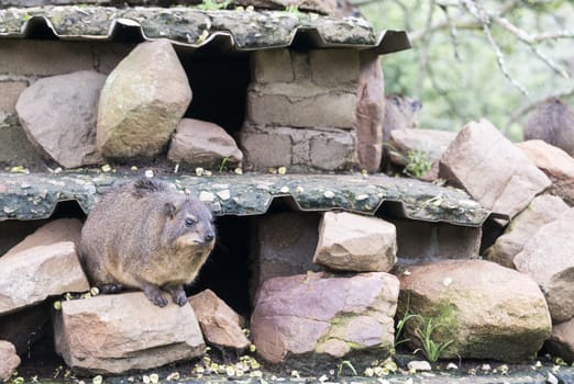 A Rock Hyrax, otherwise known as a Cape Hyrax and a Dassie, sitting on rocks in South Africa