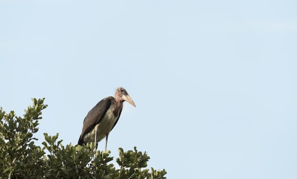 marabou bird in tree kruger national park south africa